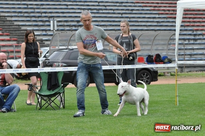 Zdjęcie w galerii na portalu naszraciborz.pl: XXI Krajowa Wystawa Psów Rasowych w Raciborzu wiadomości z regionu