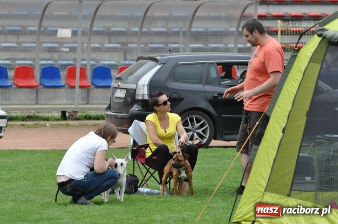 Zdjęcie w galerii na portalu naszraciborz.pl: XXI Krajowa Wystawa Psów Rasowych w Raciborzu wiadomości z regionu