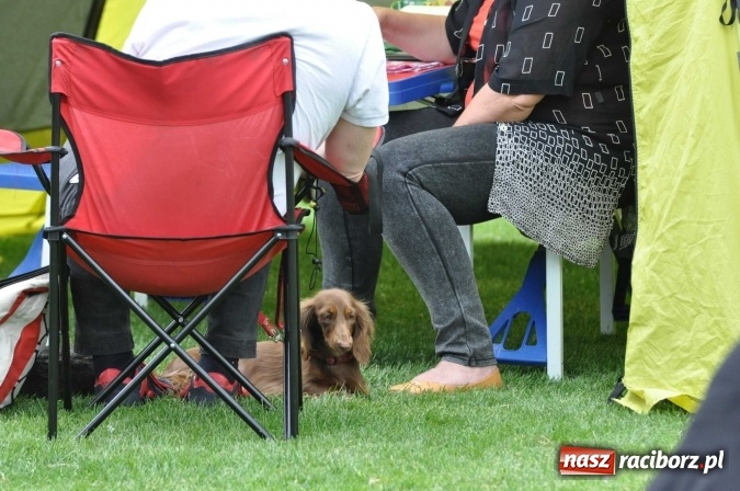 Zdjęcie w galerii na portalu naszraciborz.pl: XXI Krajowa Wystawa Psów Rasowych w Raciborzu wiadomości z regionu