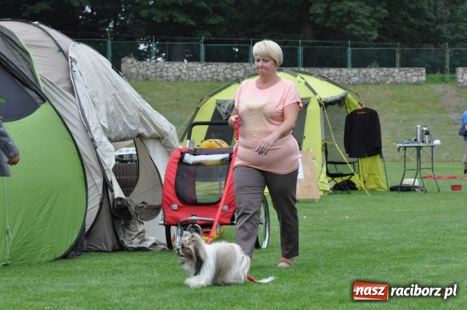 Zdjęcie w galerii na portalu naszraciborz.pl: XXI Krajowa Wystawa Psów Rasowych w Raciborzu wiadomości z regionu