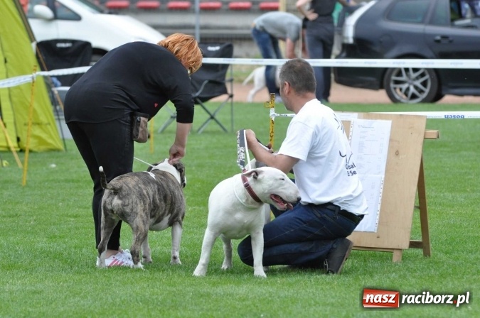 Zdjęcie w galerii na portalu naszraciborz.pl: XXI Krajowa Wystawa Psów Rasowych w Raciborzu wiadomości z regionu