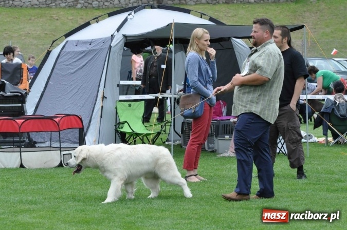 Zdjęcie w galerii na portalu naszraciborz.pl: XXI Krajowa Wystawa Psów Rasowych w Raciborzu wiadomości z regionu