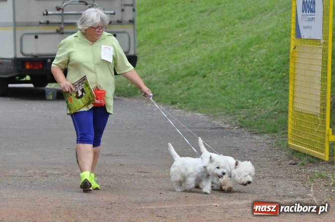 Zdjęcie w galerii na portalu naszraciborz.pl: XXI Krajowa Wystawa Psów Rasowych w Raciborzu wiadomości z regionu