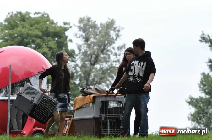 Zdjęcie w galerii na portalu naszraciborz.pl: XXI Krajowa Wystawa Psów Rasowych w Raciborzu wiadomości z regionu