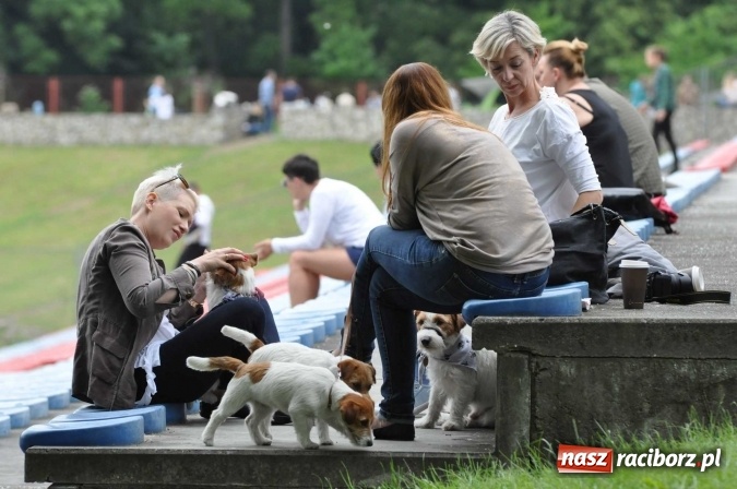 Zdjęcie w galerii na portalu naszraciborz.pl: XXI Krajowa Wystawa Psów Rasowych w Raciborzu wiadomości z regionu