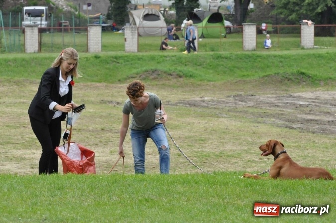 Zdjęcie w galerii na portalu naszraciborz.pl: XXI Krajowa Wystawa Psów Rasowych w Raciborzu wiadomości z regionu