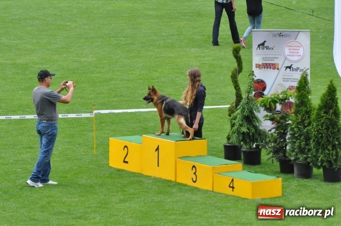 Zdjęcie w galerii na portalu naszraciborz.pl: XXI Krajowa Wystawa Psów Rasowych w Raciborzu wiadomości z regionu