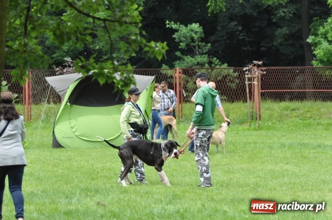 Zdjęcie w galerii na portalu naszraciborz.pl: XXI Krajowa Wystawa Psów Rasowych w Raciborzu wiadomości z regionu
