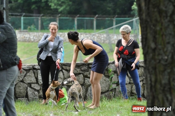 Zdjęcie w galerii na portalu naszraciborz.pl: XXI Krajowa Wystawa Psów Rasowych w Raciborzu wiadomości z regionu