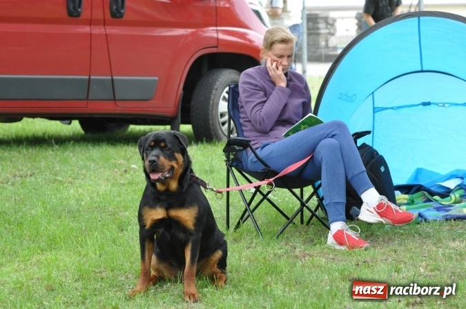 Zdjęcie w galerii na portalu naszraciborz.pl: XXI Krajowa Wystawa Psów Rasowych w Raciborzu wiadomości z regionu