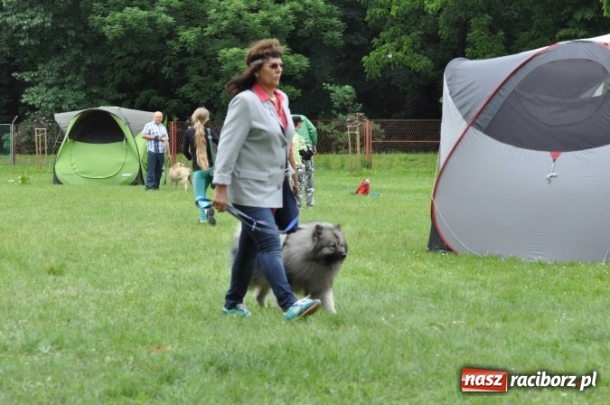 Zdjęcie w galerii na portalu naszraciborz.pl: XXI Krajowa Wystawa Psów Rasowych w Raciborzu wiadomości z regionu