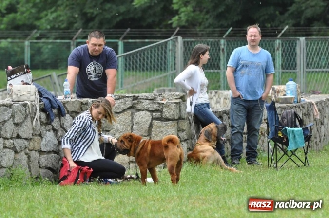 Zdjęcie w galerii na portalu naszraciborz.pl: XXI Krajowa Wystawa Psów Rasowych w Raciborzu wiadomości z regionu