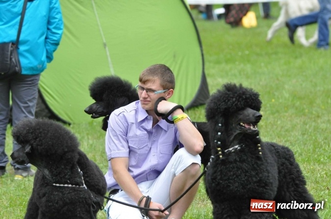 Zdjęcie w galerii na portalu naszraciborz.pl: XXI Krajowa Wystawa Psów Rasowych w Raciborzu wiadomości z regionu