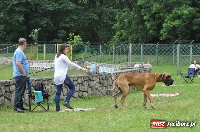 Zdjęcie w galerii na portalu naszraciborz.pl: XXI Krajowa Wystawa Psów Rasowych w Raciborzu wiadomości z regionu