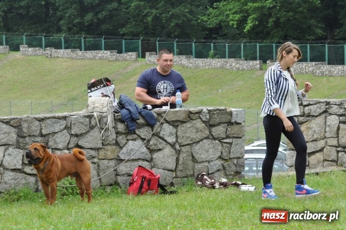 Zdjęcie w galerii na portalu naszraciborz.pl: XXI Krajowa Wystawa Psów Rasowych w Raciborzu wiadomości z regionu