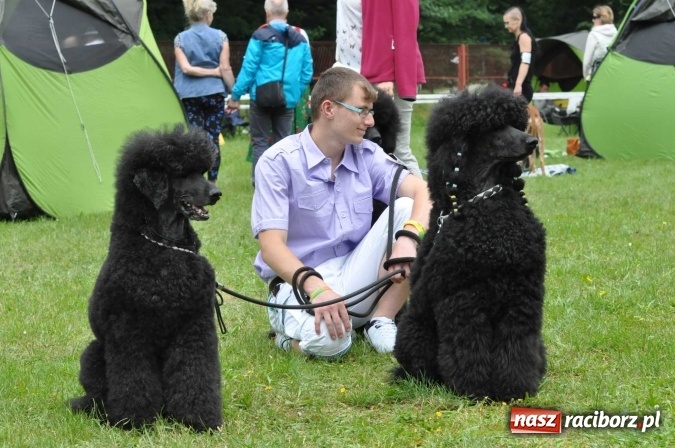 Zdjęcie w galerii na portalu naszraciborz.pl: XXI Krajowa Wystawa Psów Rasowych w Raciborzu wiadomości z regionu
