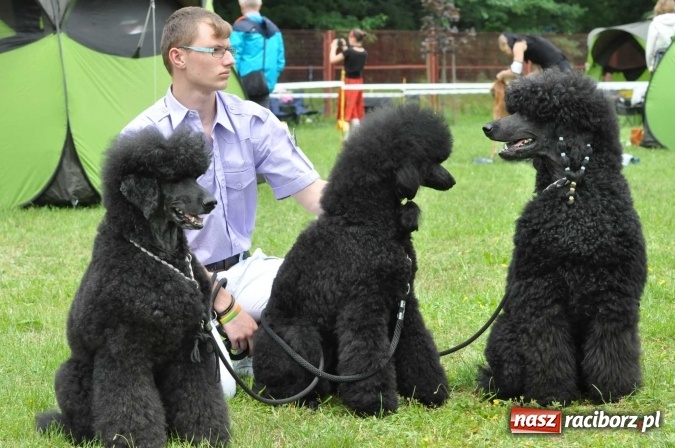 Zdjęcie w galerii na portalu naszraciborz.pl: XXI Krajowa Wystawa Psów Rasowych w Raciborzu wiadomości z regionu