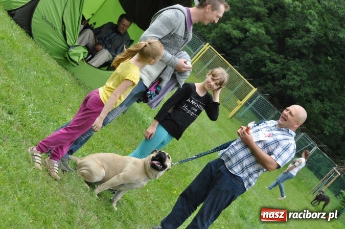 Zdjęcie w galerii na portalu naszraciborz.pl: XXI Krajowa Wystawa Psów Rasowych w Raciborzu wiadomości z regionu