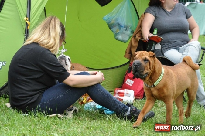 Zdjęcie w galerii na portalu naszraciborz.pl: XXI Krajowa Wystawa Psów Rasowych w Raciborzu wiadomości z regionu