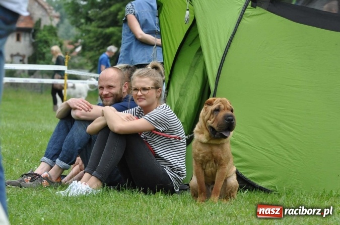 Zdjęcie w galerii na portalu naszraciborz.pl: XXI Krajowa Wystawa Psów Rasowych w Raciborzu wiadomości z regionu