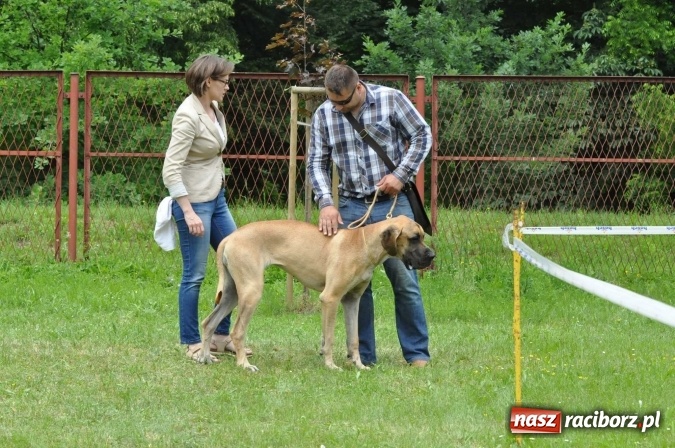 Zdjęcie w galerii na portalu naszraciborz.pl: XXI Krajowa Wystawa Psów Rasowych w Raciborzu wiadomości z regionu