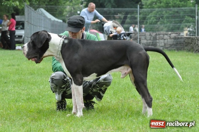 Zdjęcie w galerii na portalu naszraciborz.pl: XXI Krajowa Wystawa Psów Rasowych w Raciborzu wiadomości z regionu