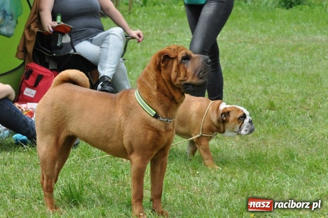 Zdjęcie w galerii na portalu naszraciborz.pl: XXI Krajowa Wystawa Psów Rasowych w Raciborzu wiadomości z regionu