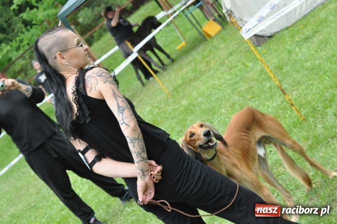 Zdjęcie w galerii na portalu naszraciborz.pl: XXI Krajowa Wystawa Psów Rasowych w Raciborzu wiadomości z regionu