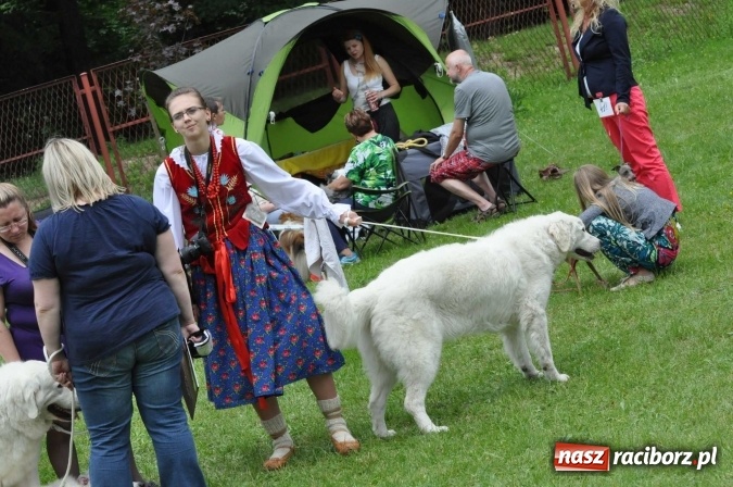 Zdjęcie w galerii na portalu naszraciborz.pl: XXI Krajowa Wystawa Psów Rasowych w Raciborzu wiadomości z regionu