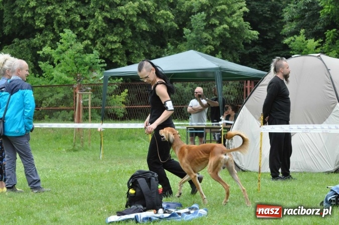 Zdjęcie w galerii na portalu naszraciborz.pl: XXI Krajowa Wystawa Psów Rasowych w Raciborzu wiadomości z regionu