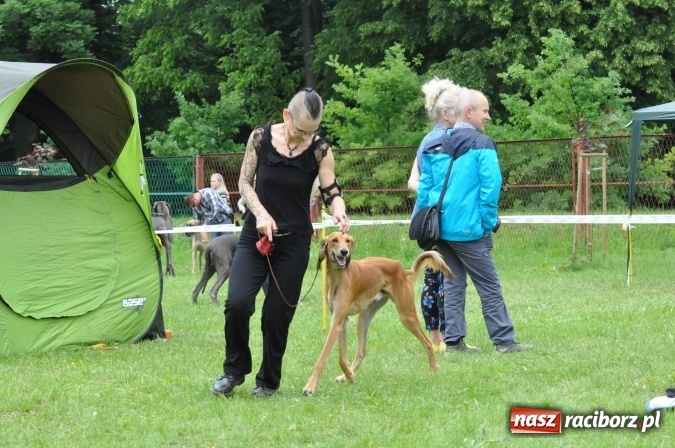 Zdjęcie w galerii na portalu naszraciborz.pl: XXI Krajowa Wystawa Psów Rasowych w Raciborzu wiadomości z regionu