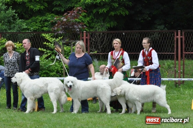 Zdjęcie w galerii na portalu naszraciborz.pl: XXI Krajowa Wystawa Psów Rasowych w Raciborzu wiadomości z regionu