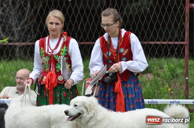 Zdjęcie w galerii na portalu naszraciborz.pl: XXI Krajowa Wystawa Psów Rasowych w Raciborzu wiadomości z regionu