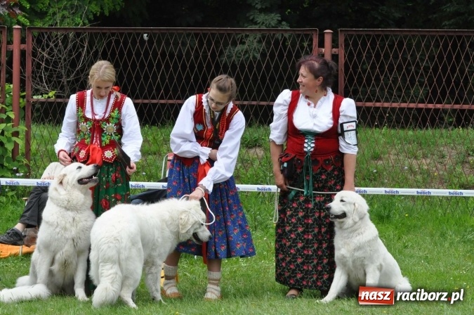 Zdjęcie w galerii na portalu naszraciborz.pl: XXI Krajowa Wystawa Psów Rasowych w Raciborzu wiadomości z regionu