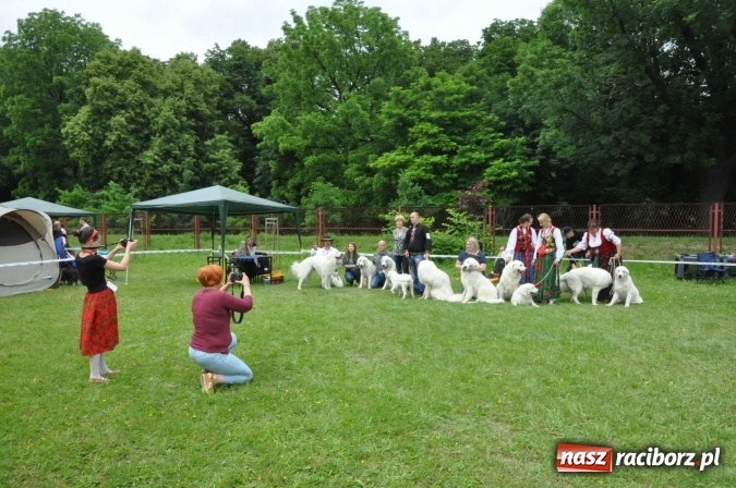 Zdjęcie w galerii na portalu naszraciborz.pl: XXI Krajowa Wystawa Psów Rasowych w Raciborzu wiadomości z regionu