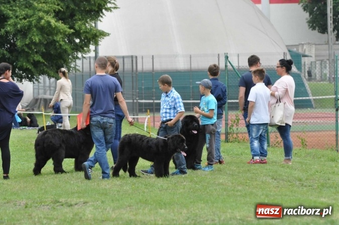 Zdjęcie w galerii na portalu naszraciborz.pl: XXI Krajowa Wystawa Psów Rasowych w Raciborzu wiadomości z regionu