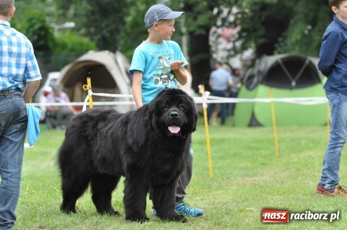 Zdjęcie w galerii na portalu naszraciborz.pl: XXI Krajowa Wystawa Psów Rasowych w Raciborzu wiadomości z regionu