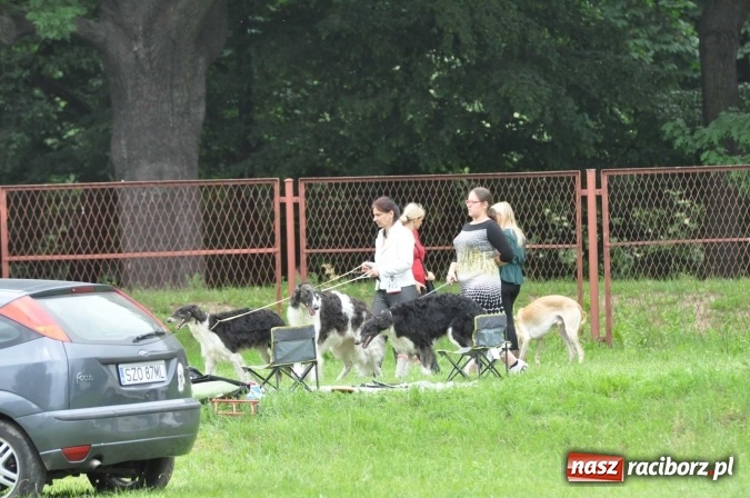 Zdjęcie w galerii na portalu naszraciborz.pl: XXI Krajowa Wystawa Psów Rasowych w Raciborzu wiadomości z regionu