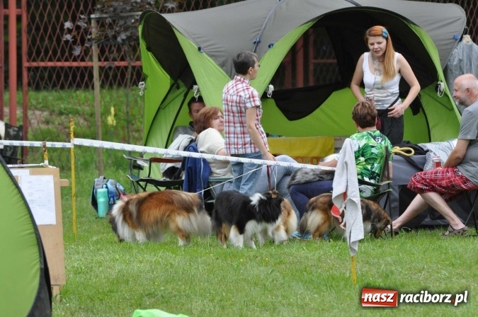 Zdjęcie w galerii na portalu naszraciborz.pl: XXI Krajowa Wystawa Psów Rasowych w Raciborzu wiadomości z regionu