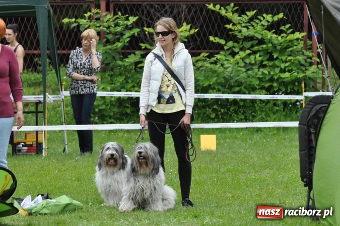 Zdjęcie w galerii na portalu naszraciborz.pl: XXI Krajowa Wystawa Psów Rasowych w Raciborzu wiadomości z regionu