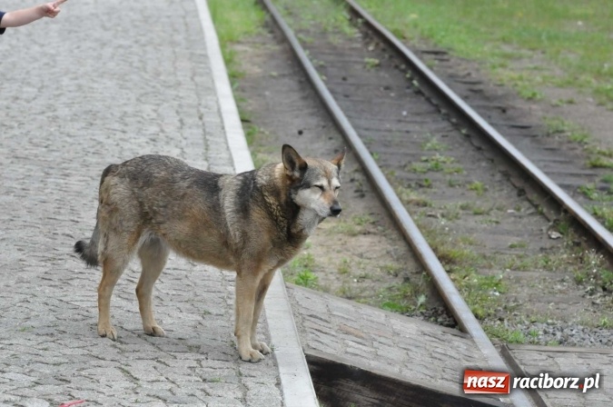 Zdjęcie w galerii na portalu naszraciborz.pl: Industriada 2016 w Rudach. Składy wąskotorówki pełne pasażerów wiadomości z regionu