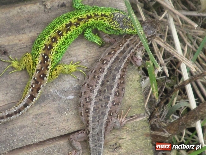 Zdjęcie w galerii na portalu naszraciborz.pl: Gimnazjaliści z Gimnazjum nr 5 na Górze Świętej Anny  wiadomości z regionu