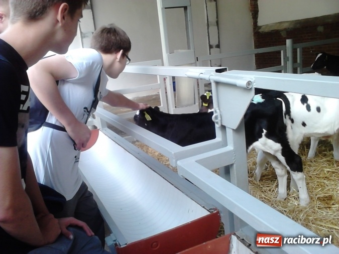 Zdjęcie w galerii na portalu naszraciborz.pl: Uczniowie Gimnazjum nr 5 w Wojnowicach  wiadomości z regionu