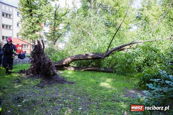 Zdjęcie w galerii na portalu naszraciborz.pl: Przez silny wiatr strażacy od rana mają pełne ręce roboty wiadomości z regionu