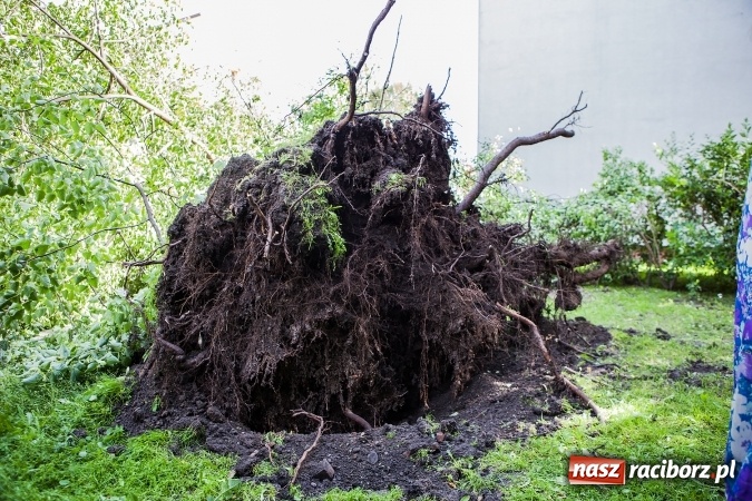 Zdjęcie w galerii na portalu naszraciborz.pl: Przez silny wiatr strażacy od rana mają pełne ręce roboty wiadomości z regionu