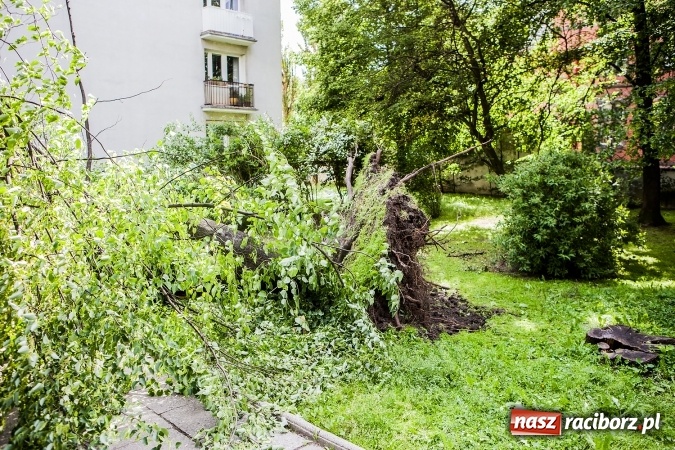 Zdjęcie w galerii na portalu naszraciborz.pl: Przez silny wiatr strażacy od rana mają pełne ręce roboty wiadomości z regionu