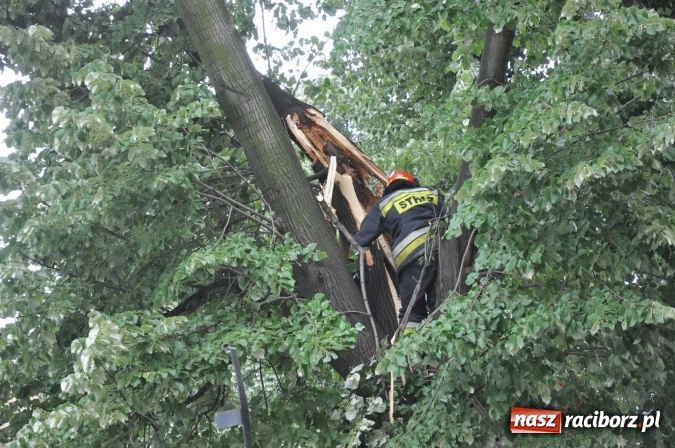 Zdjęcie w galerii na portalu naszraciborz.pl: Przez silny wiatr strażacy od rana mają pełne ręce roboty wiadomości z regionu