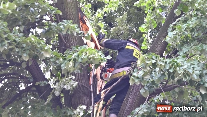Zdjęcie w galerii na portalu naszraciborz.pl: Przez silny wiatr strażacy od rana mają pełne ręce roboty wiadomości z regionu