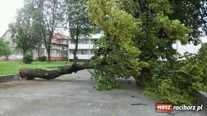 Zdjęcie w galerii na portalu naszraciborz.pl: Przez silny wiatr strażacy od rana mają pełne ręce roboty wiadomości z regionu
