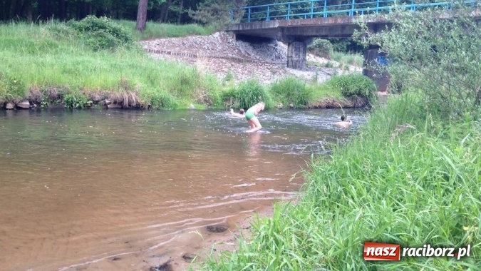 Zdjęcie w galerii na portalu naszraciborz.pl: Raciborscy harcerze biwakowali w lesie  wiadomości z regionu